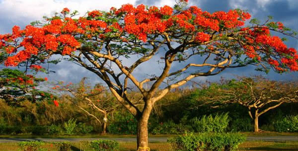 鳳凰木的花語
