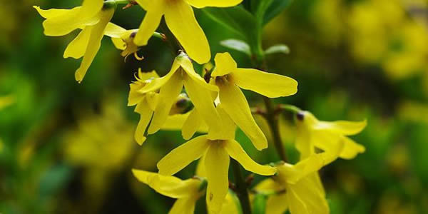 連翹的花語