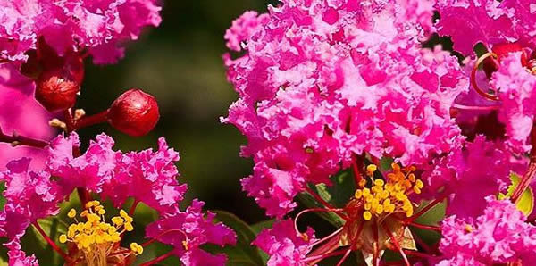 紫薇花的花語(yǔ)