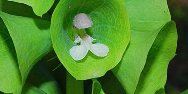 貝殼花的花語(yǔ)