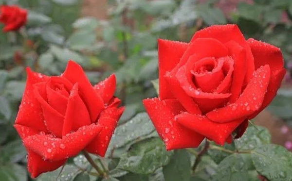 月季的花語,月季的寓意和象征是什么