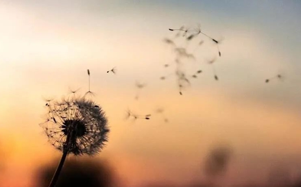 蒲公英的花語(yǔ),蒲公英的寓意和象征是什么
