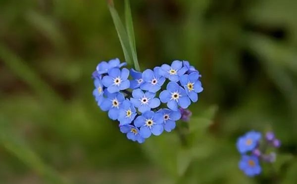 勿忘我花語和寓意是什么