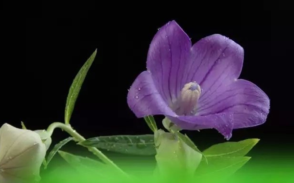 桔?；ǖ幕ㄕZ和寓意是什么