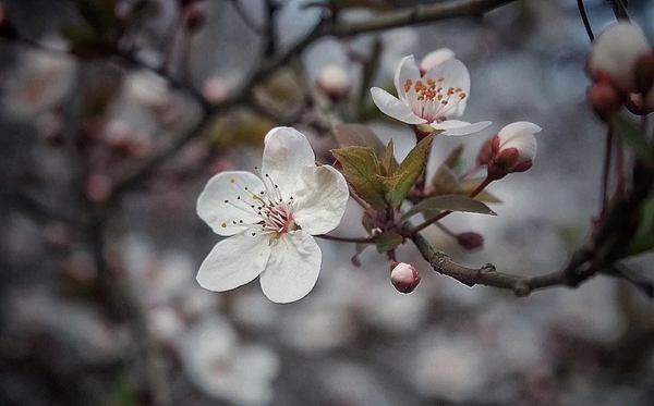 春分節(jié)氣的含義是什么,春分節(jié)氣的特點和風俗簡介