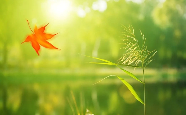 處暑節(jié)氣的含義是什么,處暑節(jié)氣的特點和風(fēng)俗簡介