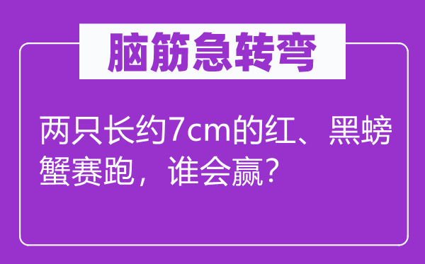 腦筋急轉彎：兩只長約7cm的紅、黑螃蟹賽跑，誰會贏？