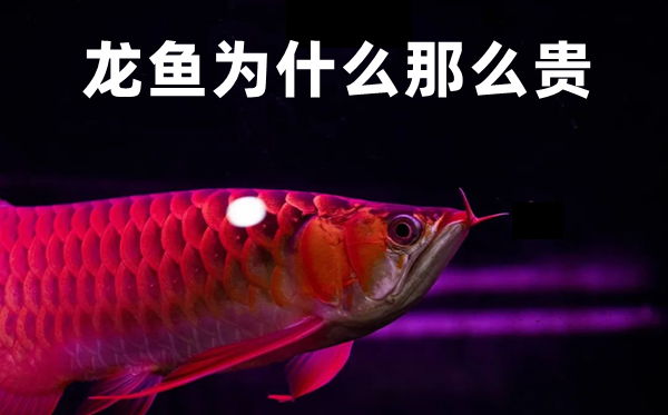 龍魚為什么那么貴,龍魚價(jià)格貴的原因