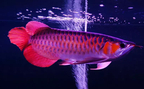 龍魚為什么那么貴,龍魚價(jià)格貴的原因