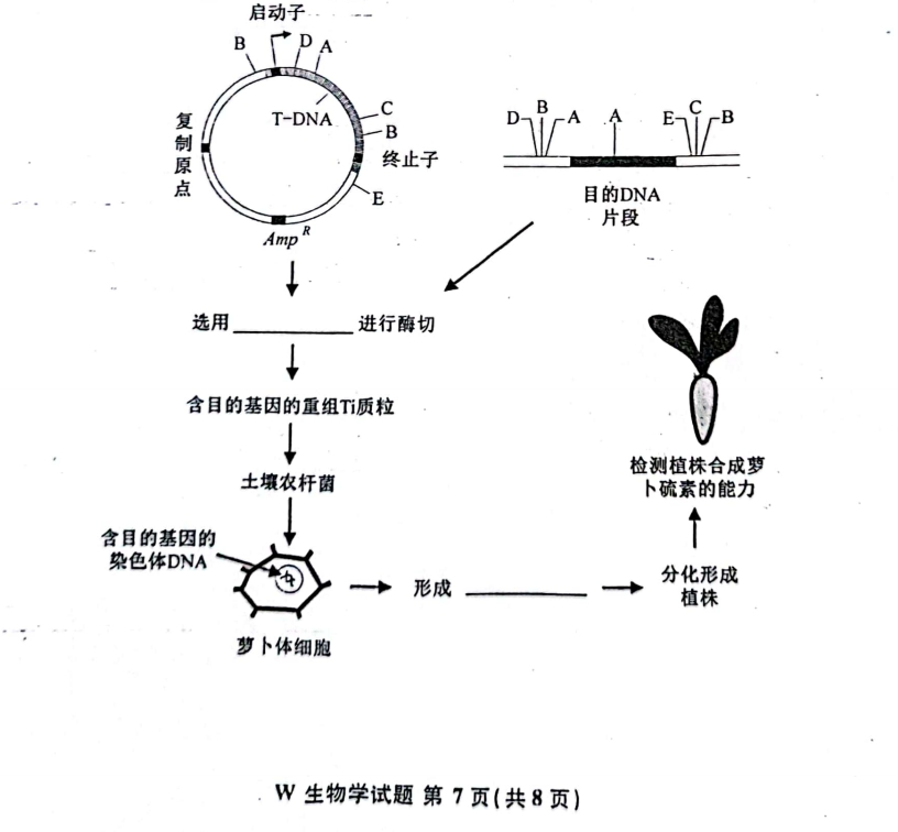 新高考2024七省聯考生物試卷及答案解析