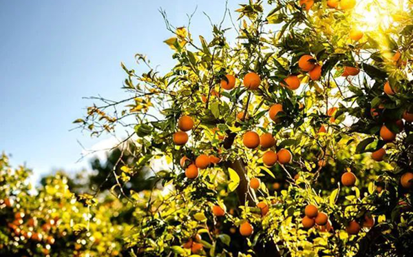 耙耙柑怎么讀,耙耙柑念pa還是ba,耙耙柑和橘子的區別是什么